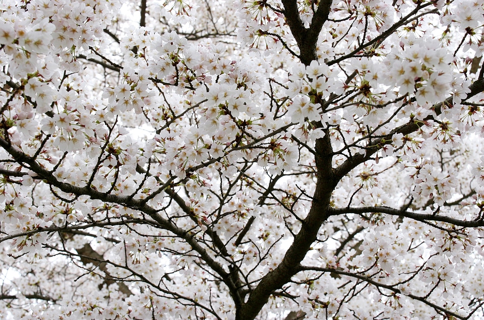 Branches flower white