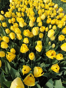 Plants yellow blooming