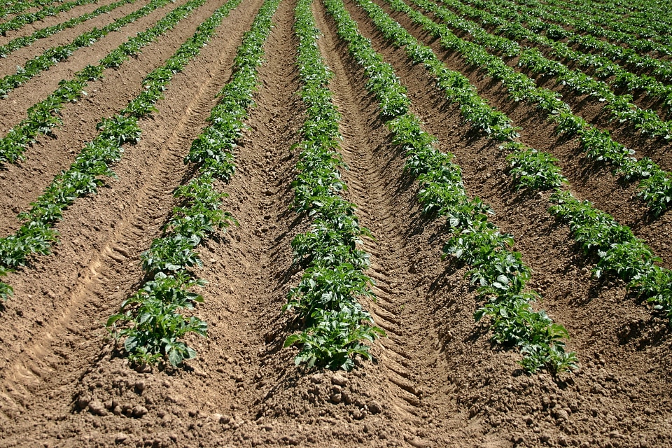 Landscape nature agriculture