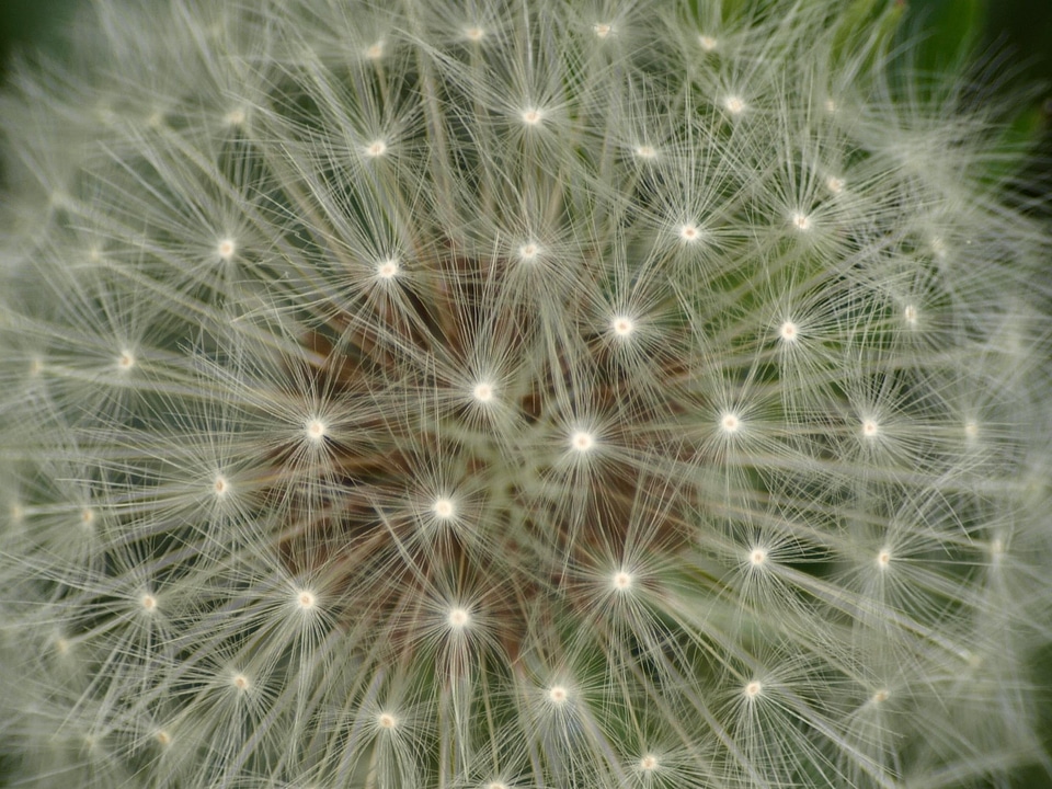 Close up roadside wild flower