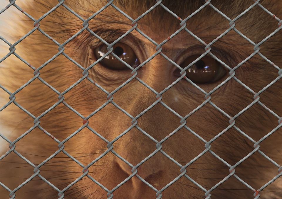 Fence wire mesh fence zoo