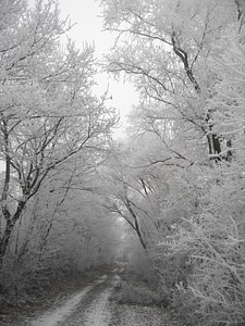 Frost tree leaves photo