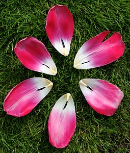 Flower nature pink