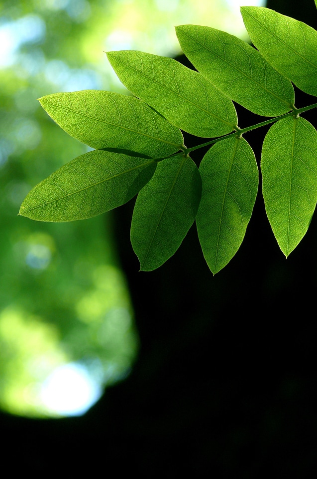 Nature green trunk