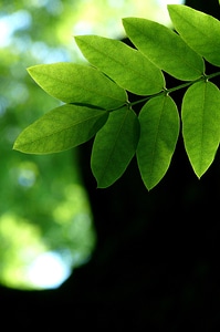 Nature green trunk