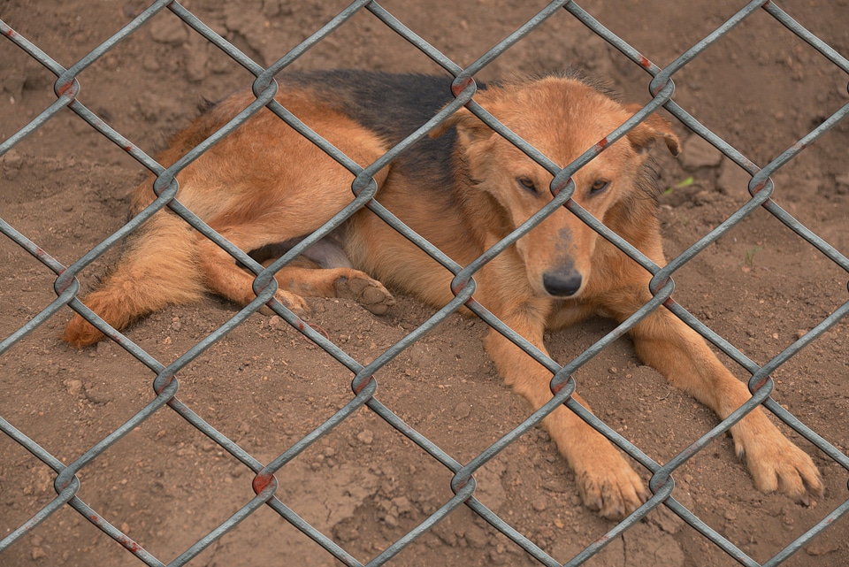 Animal world fence wire mesh fence