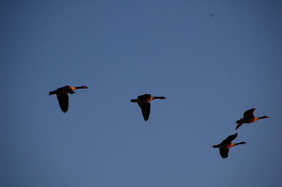 Migration flock wildlife