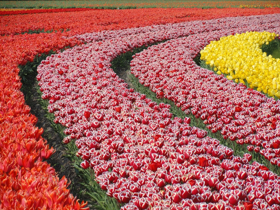 Varieties plants bulbs