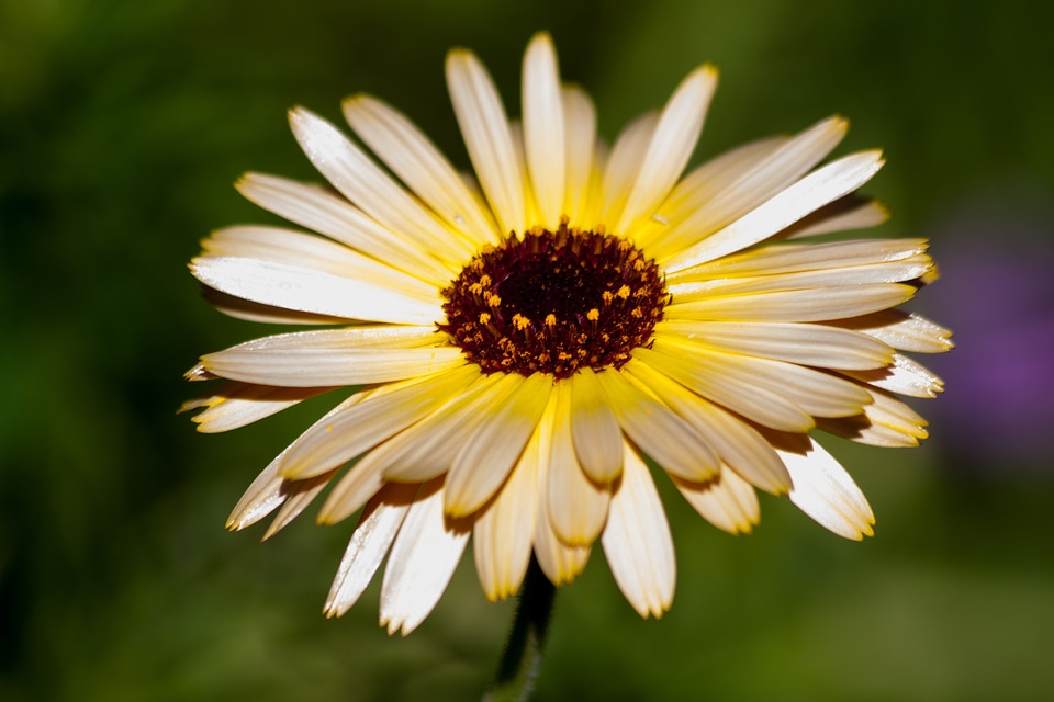 Plant composites asteraceae