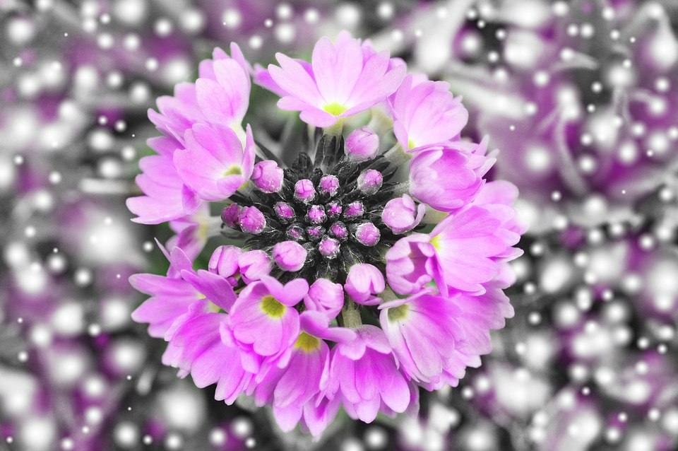 Bloom drumstick plant