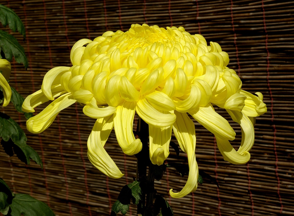 Showy blossom yellow