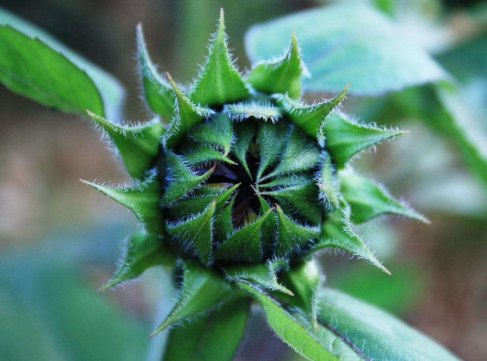 Opening outer leaves green