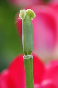 Flower macro flowering