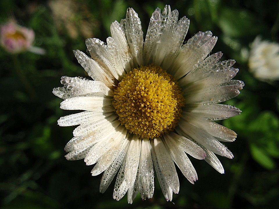 Flowers nature autumn