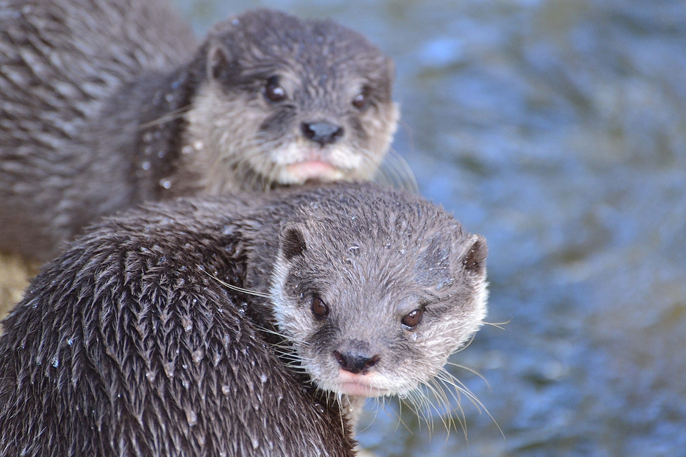 Animal wildlife wild