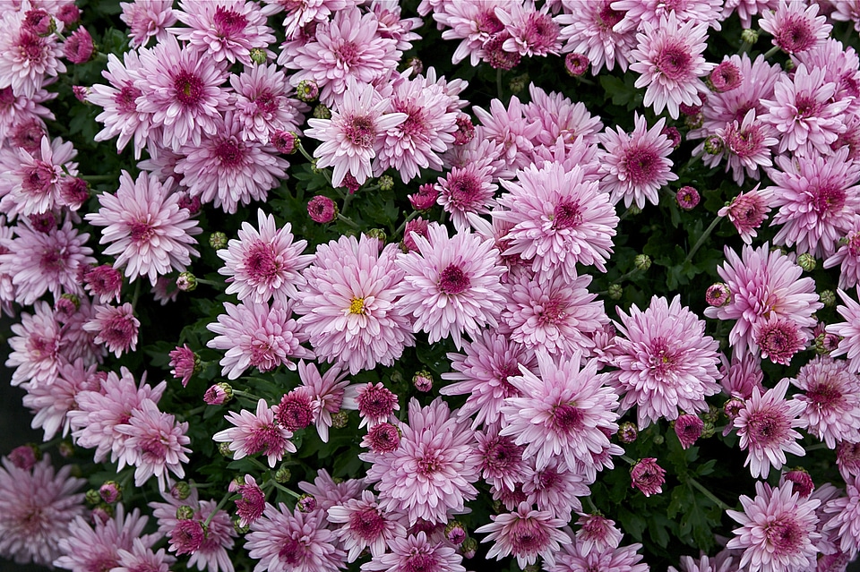Floral plants garden