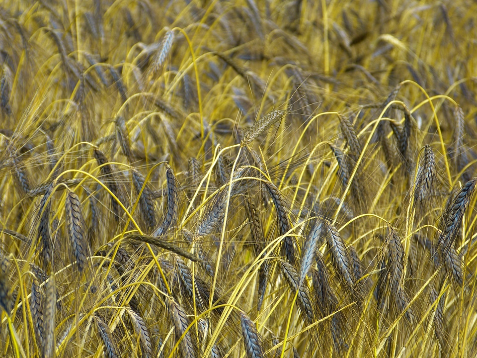 Triticum dicoccon var atratumgetreide cereal