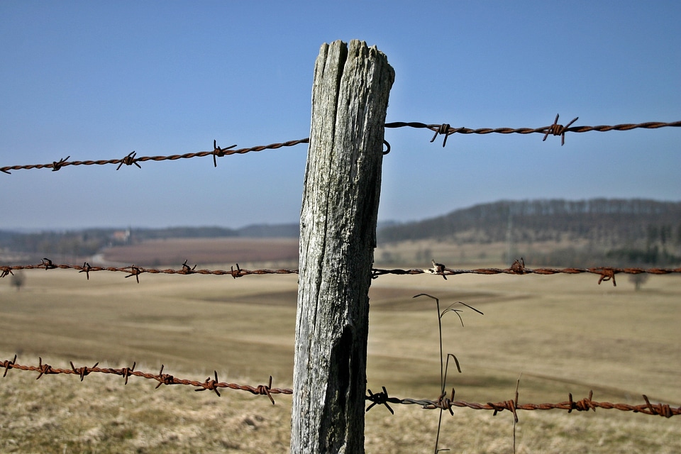 Cattle consecrate pasture fencing