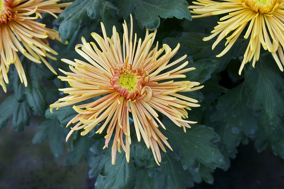 Blossom mum colorful