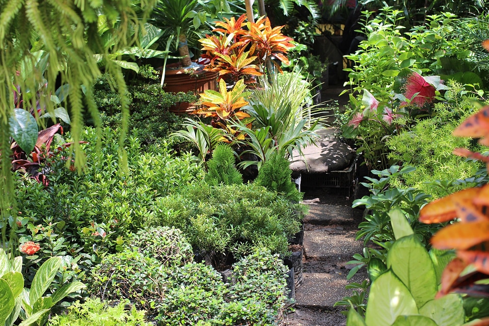 Manila gardening growth