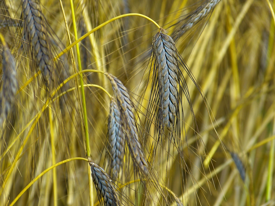 Atratumgetreide cereal grow