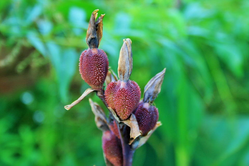 Bulbous plant natural