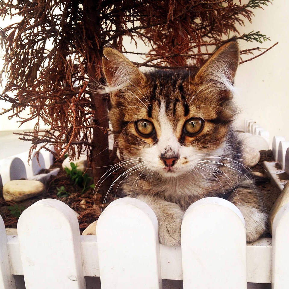 Cute cat cat's eyes animals