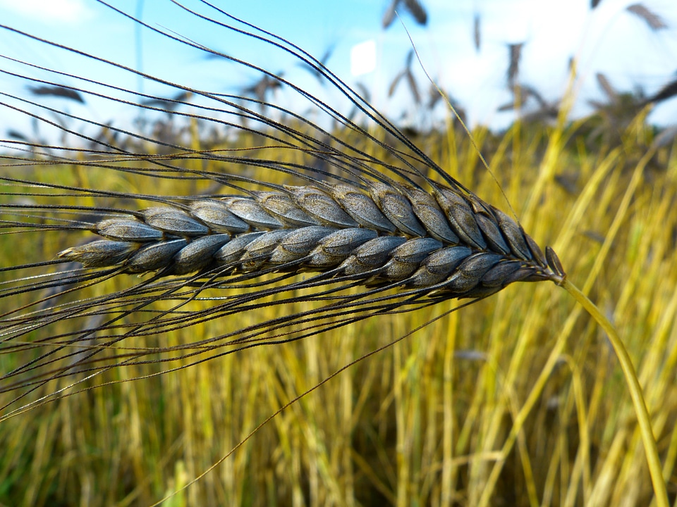 Triticum dicoccon var atratumgetreide grow
