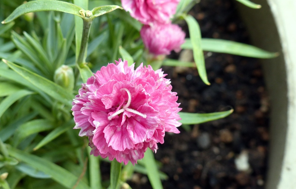 Petals blooms blooming