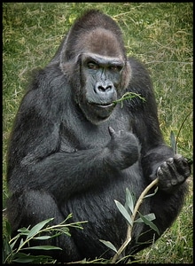 Gorilla animal mammal