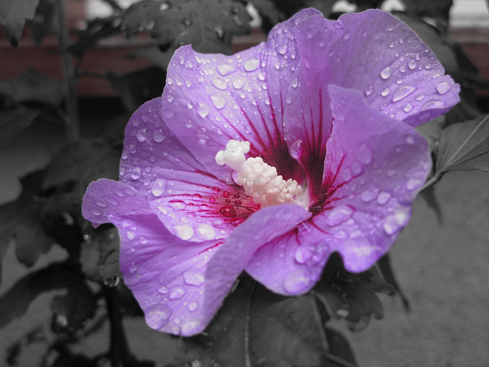 Macro garden close up