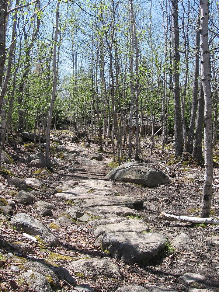 Forest trees woods