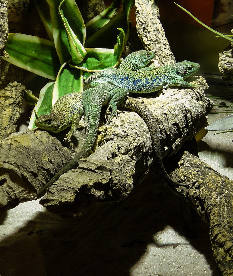 Scale tree monitor animal
