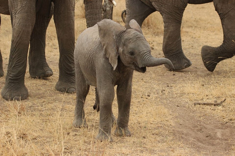 Wild elephant wild nature