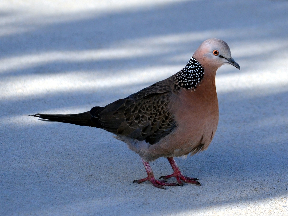 Spilopelia chinensis mountain dove pearl-necked dove