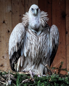 Bird bird of prey scavengers photo