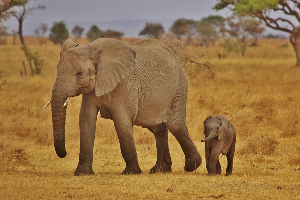 Africa tanzania elephants