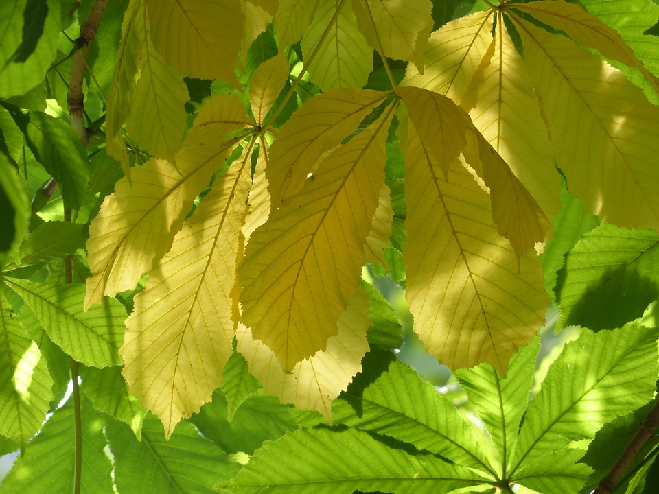 Green fall color coloring