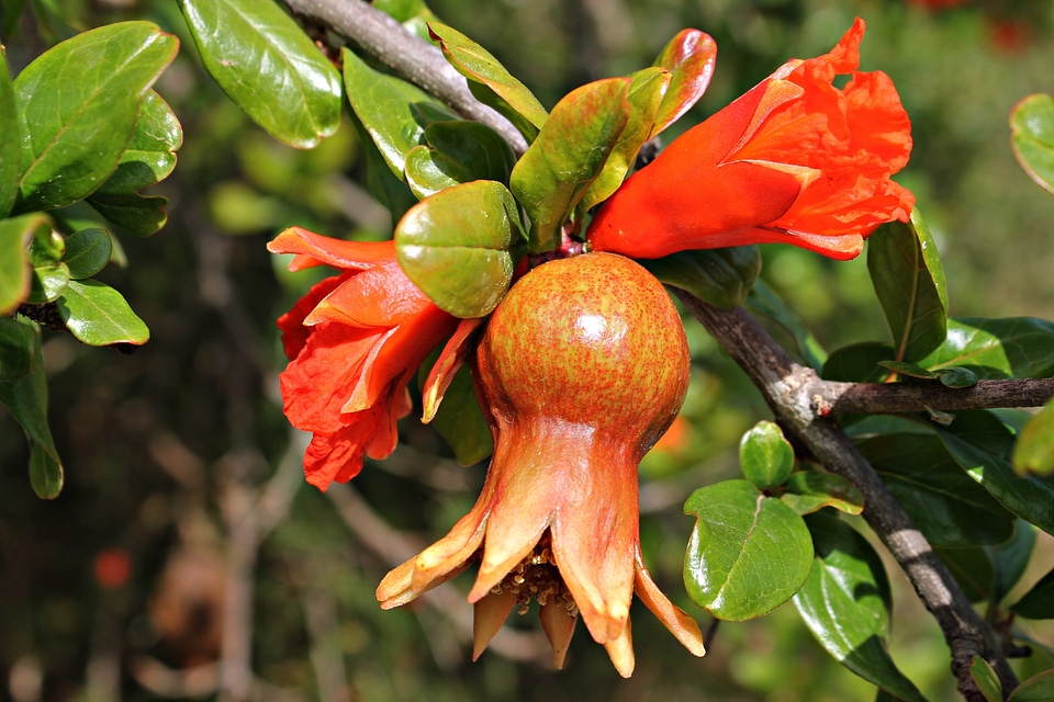 Food orchard bright