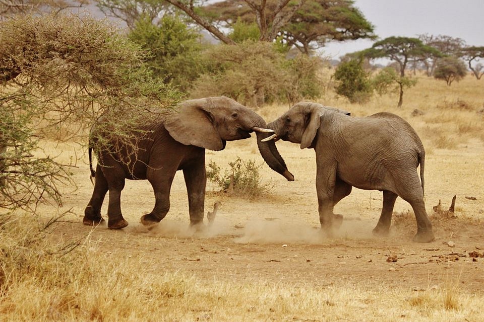 Africa tanzania safari