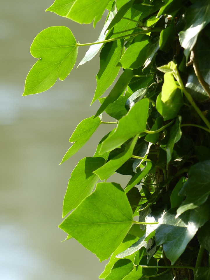 Common ivy climber plant green