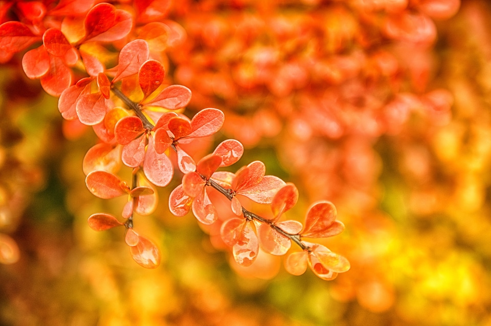 Orange yellow fall color