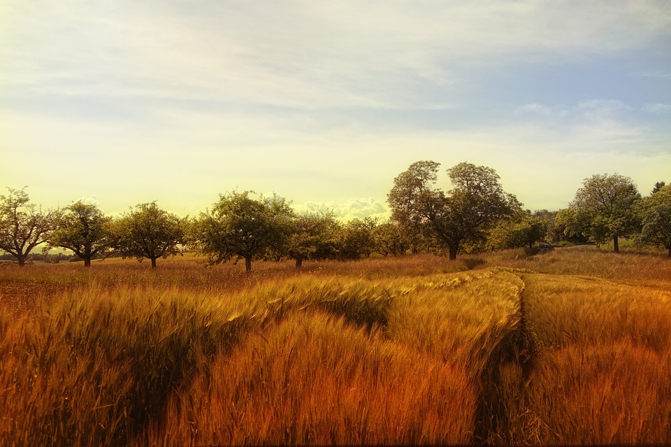 Landscape grass trees