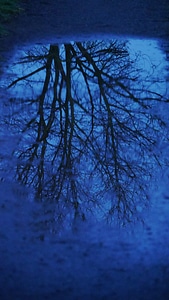 Tree silhouette mood