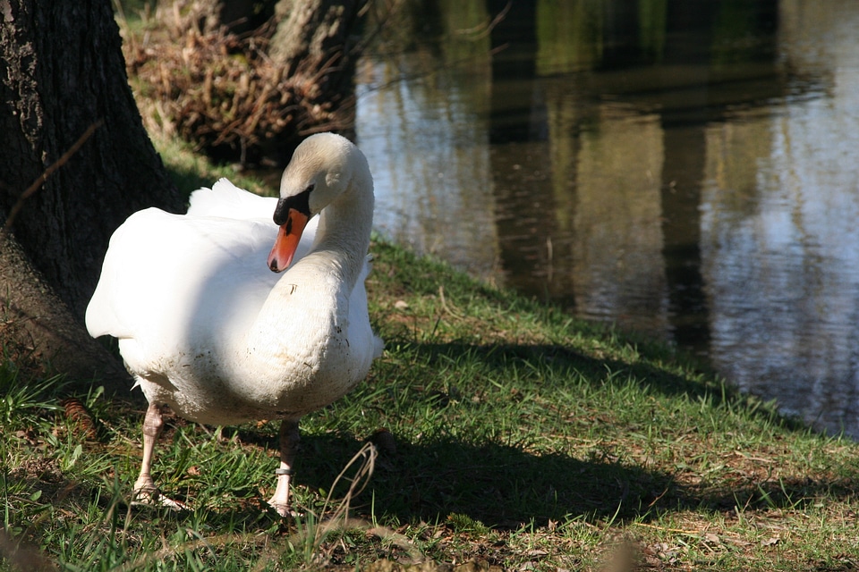 Mute swan bird white