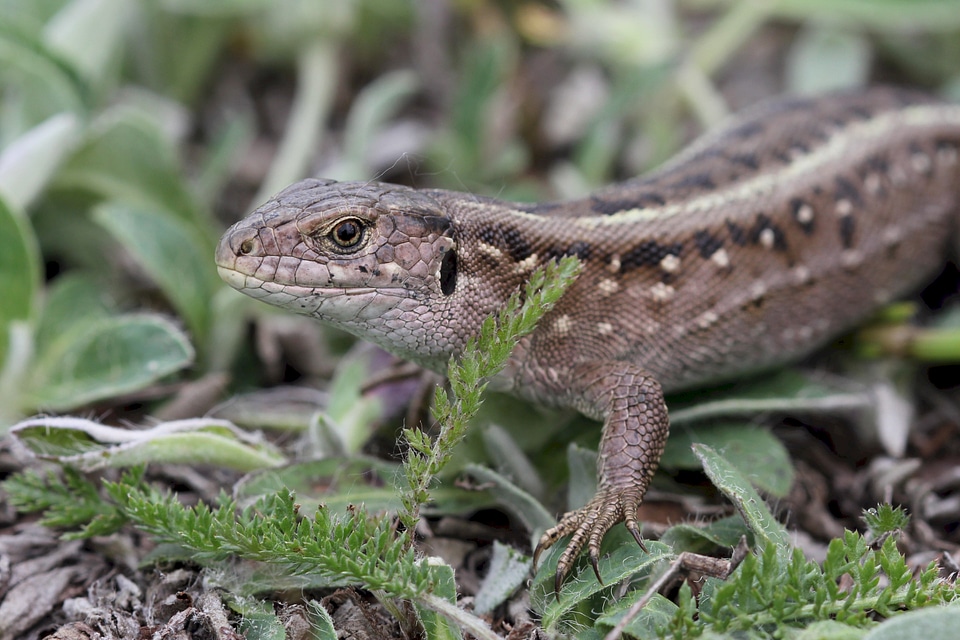 Wildlife brown reptile