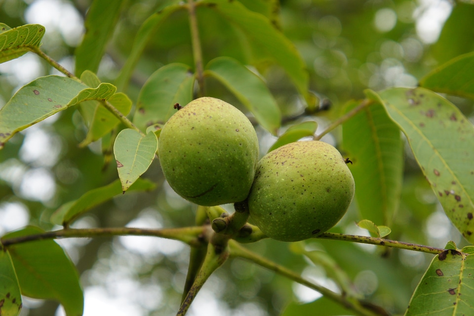 Food walnuts tasty