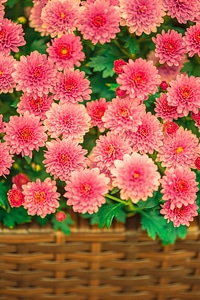 Basket decoration summer