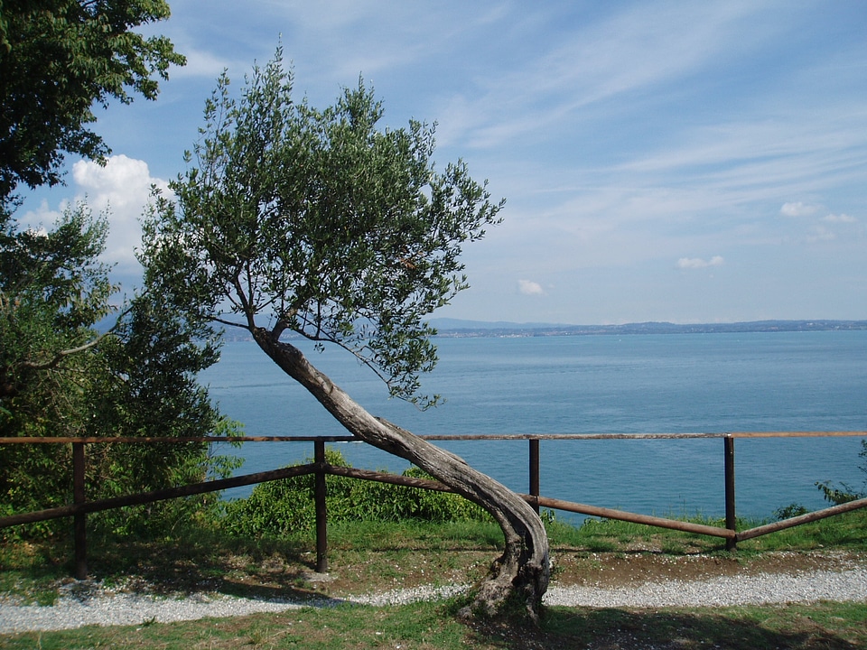 Tree landscape wind