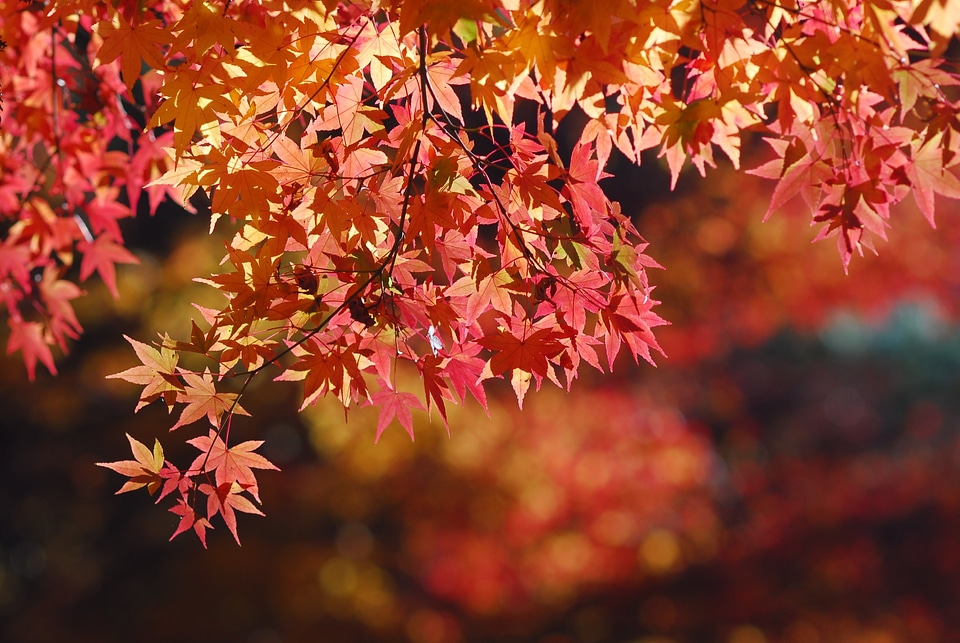 Maple leaf landscape tree